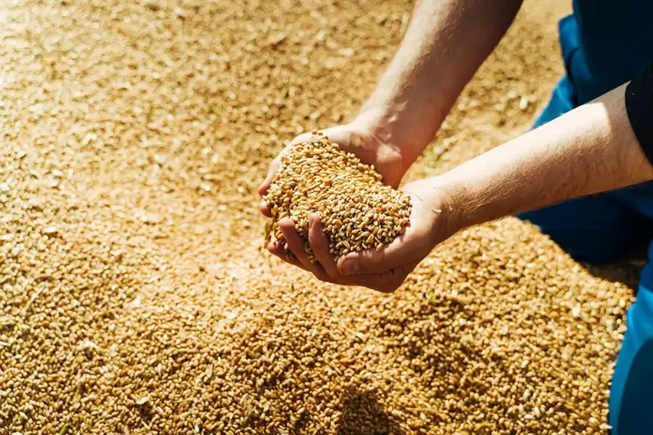 elaborar cerveza con levaduras vino