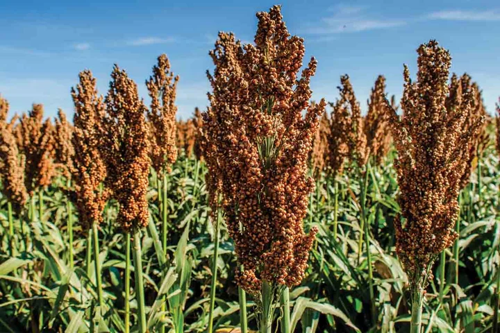 plantación de sorgo y malta para producir cerveza sin gluten