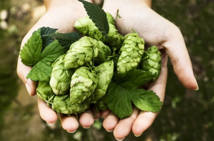 datos sobre la cosecha mundial del lúpulo en 2025