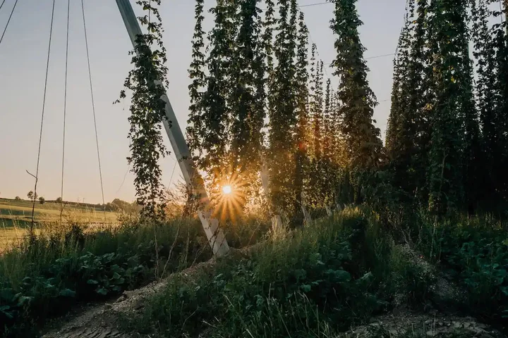 elaborar cerveza con levaduras vino