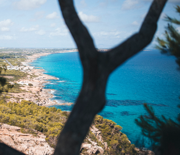 Playa - Formentera - Posidonia