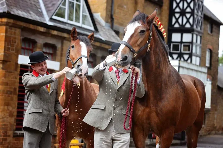 caballos shire reparto cerveza britanica