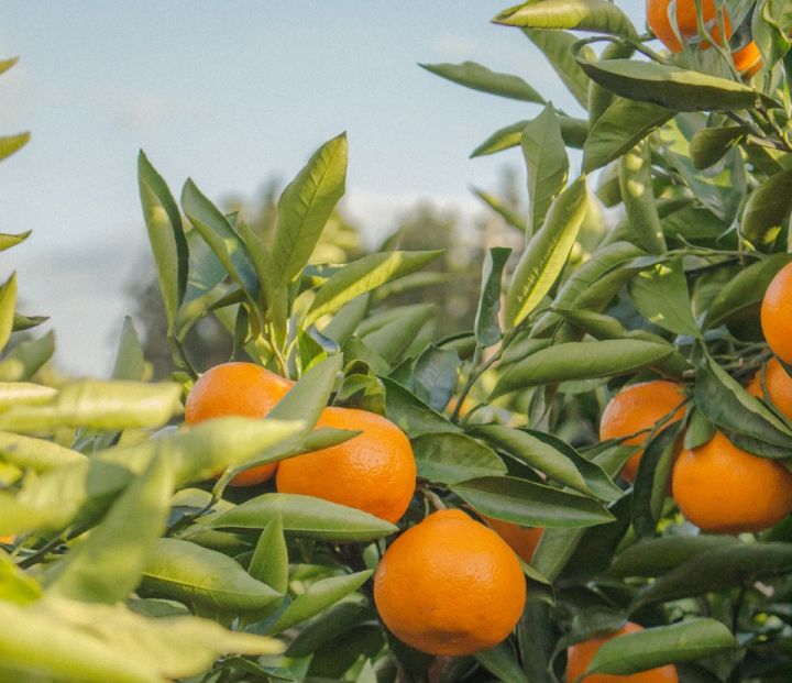 Naranjas