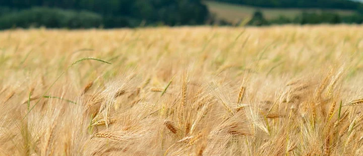 campos de cebada